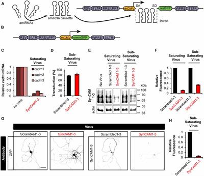 Redundant Postsynaptic Functions of SynCAMs 1–3 during Synapse Formation